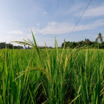 UM SASAR ‘ZERO IMPORT BERAS’ MENJELANG 2030